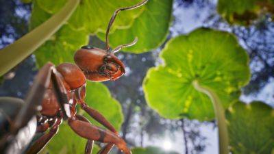 Фотореалистичная муравьиная стратегия Empire of the Ants получила дату релиза