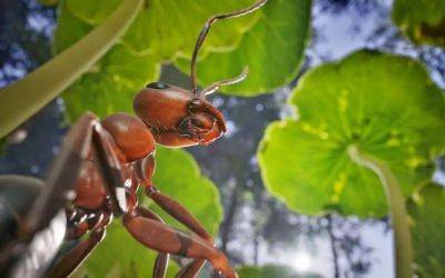 Бернар Вербер - Оцениваем фотореалистичную графику на PS5. Стратегия Empire of Ants о муравьях появится на консоли - ixbt.games - Франция